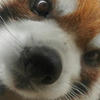akuinfecto