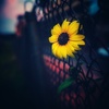 Free_Love