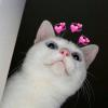 Avie_Cat