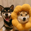 _плед_