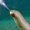 Sea Cucumber