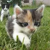 вонючий миньон