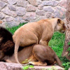 Королёвкина