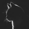 kittysharon