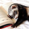 Lazy Ferret