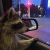 .Raccoon_Gay.
