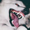 just_pyl