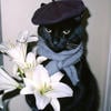 Ellan_dan