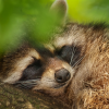 Vulpes37