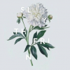 SL.Roya_Blair