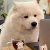 inu-chann