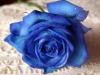 Bluerose6871