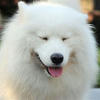 WhiteAdog18