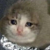 cat_called_murzik