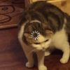kipprash