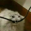 Бешеные огурцы