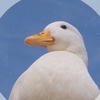 Egolka_golka