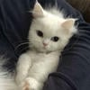 лаванда и миндальное молоко