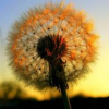 YellowDandelion