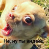 ТошаСабака