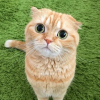 peebiar