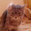 qpi_tink
