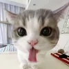 foequest