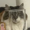 Asaiko