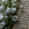 Convallaria_f