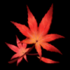 Maple Rain