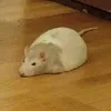 рэтПасюк