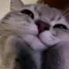 Liks_444