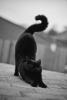 The_March_Cat