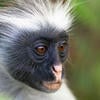 Colobus