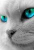 LiLu07