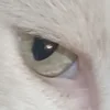 ЭсТен