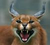 Mr. Caracal