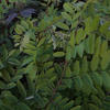 Forest_landscapes
