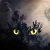 Мрачный чёрный кот