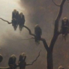 Feed the Birds