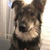 Alsatian
