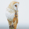 SnowyOwl