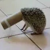 злая фея