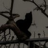 курящая ворона