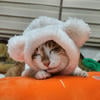 babybonbon