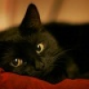 nightkot