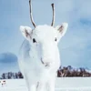 Зелёный чай с нефтью