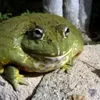 шёпот сквозь плющ