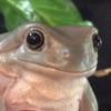 Grumpito