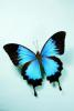 Butterfly_killer
